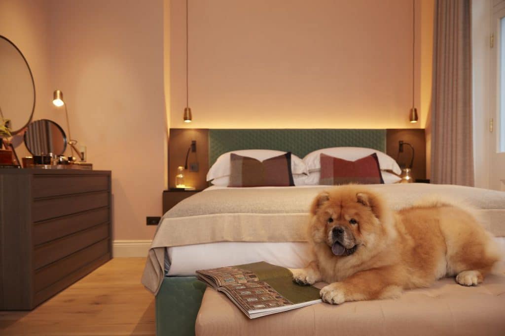 A young chow chow puppy in a bedroom with lighting design by John Cullen Lighting