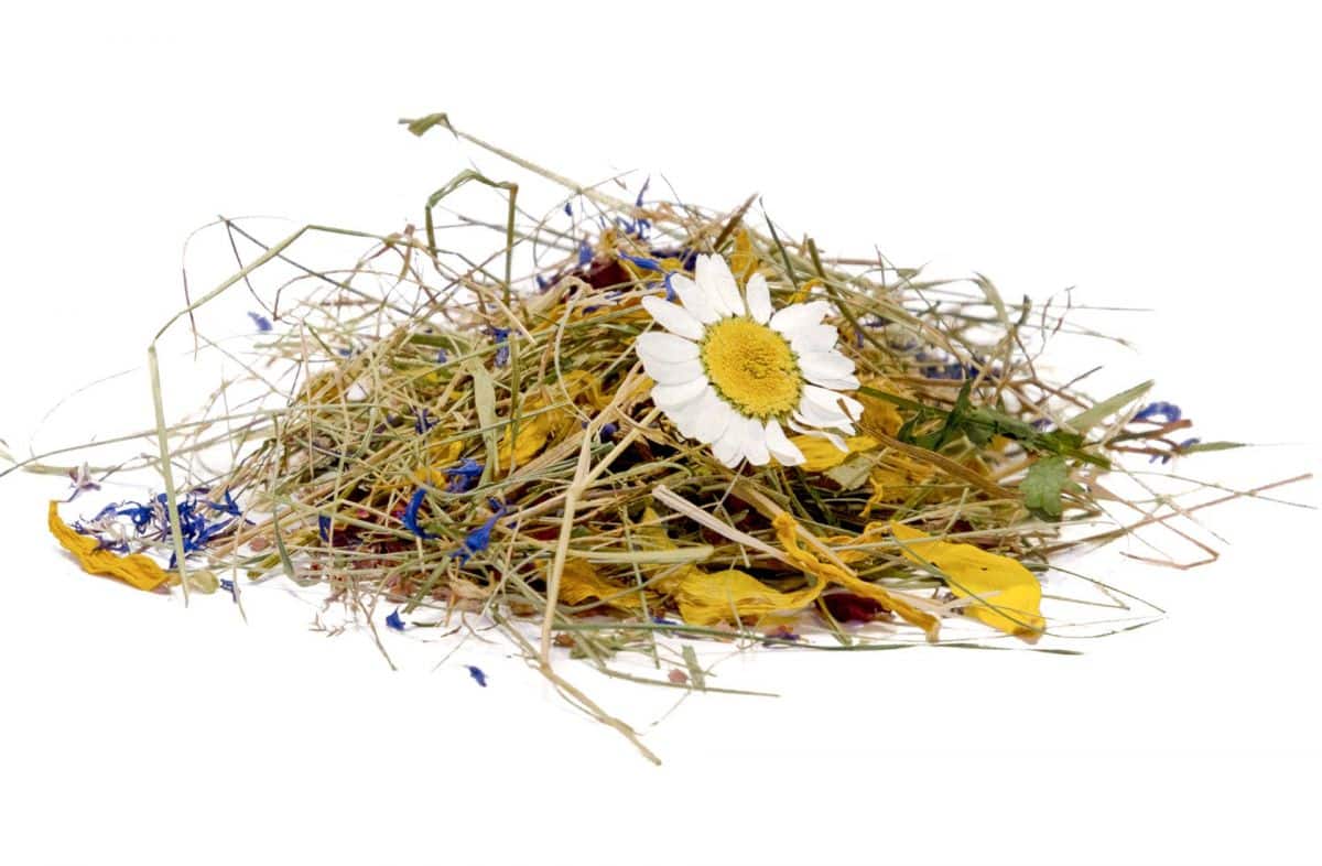 Organoid sustainability