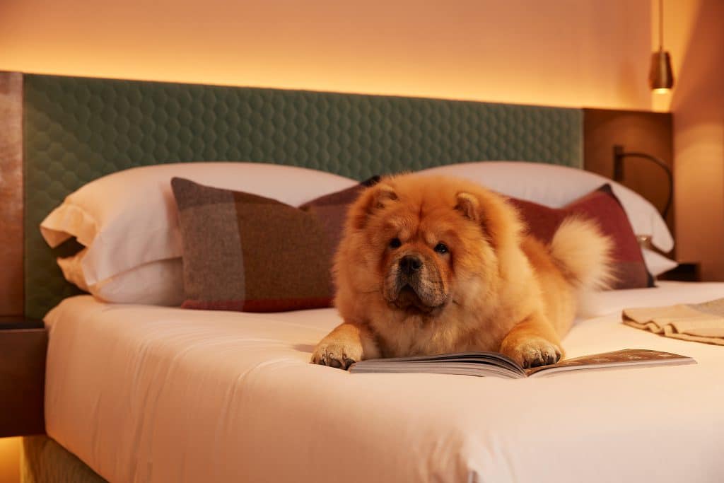 Chow-chow puppy on a modern style bed, in a softly lit room.