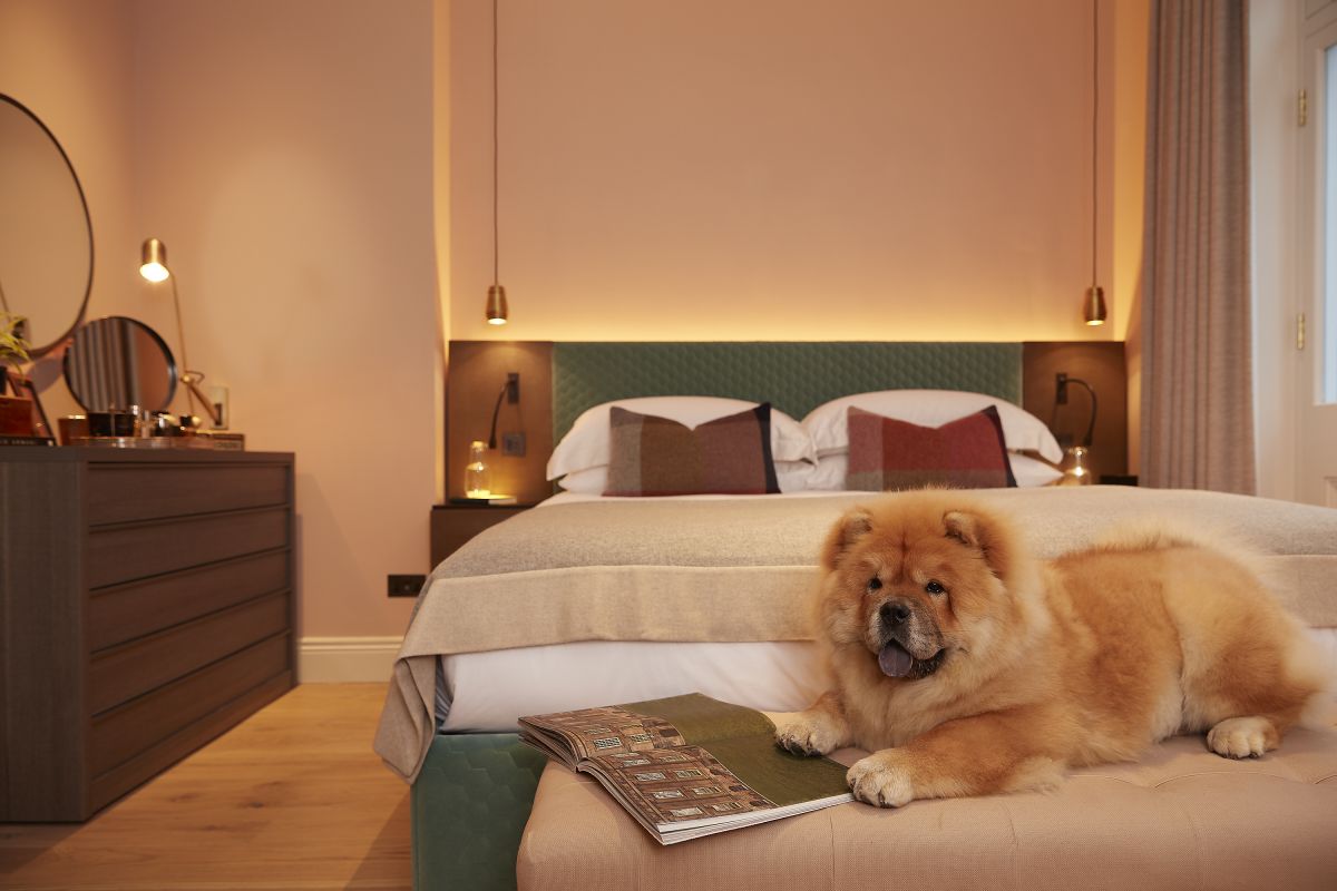 A young chow chow puppy in a bedroom with lighting design by John Cullen Lighting 