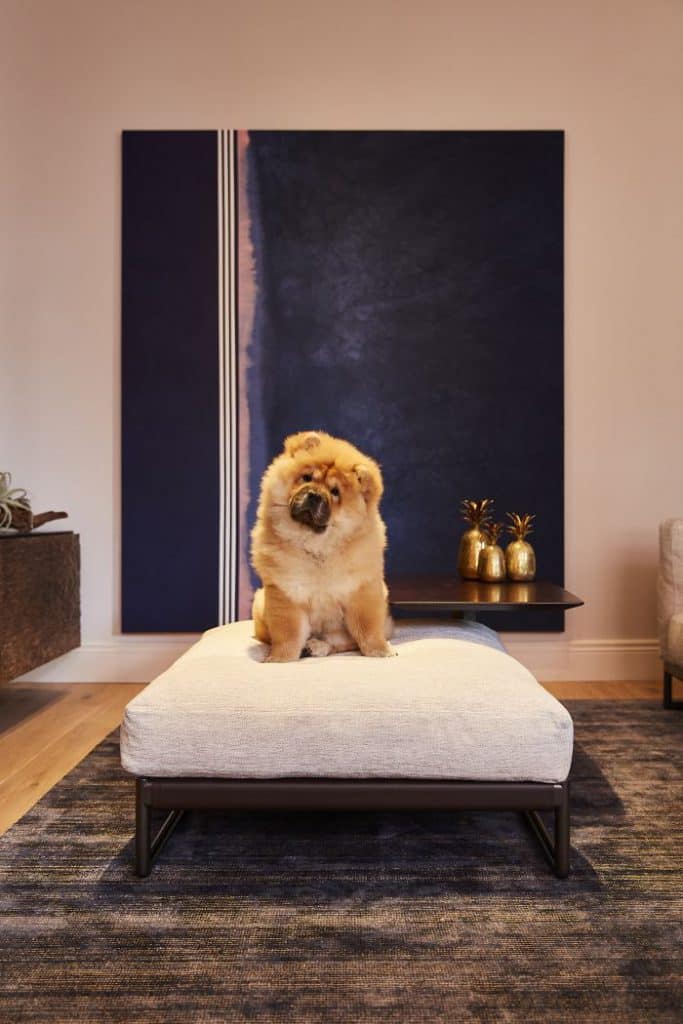 A chow chow puppy sitting on a flexform ottoman in front of large blue artwork.