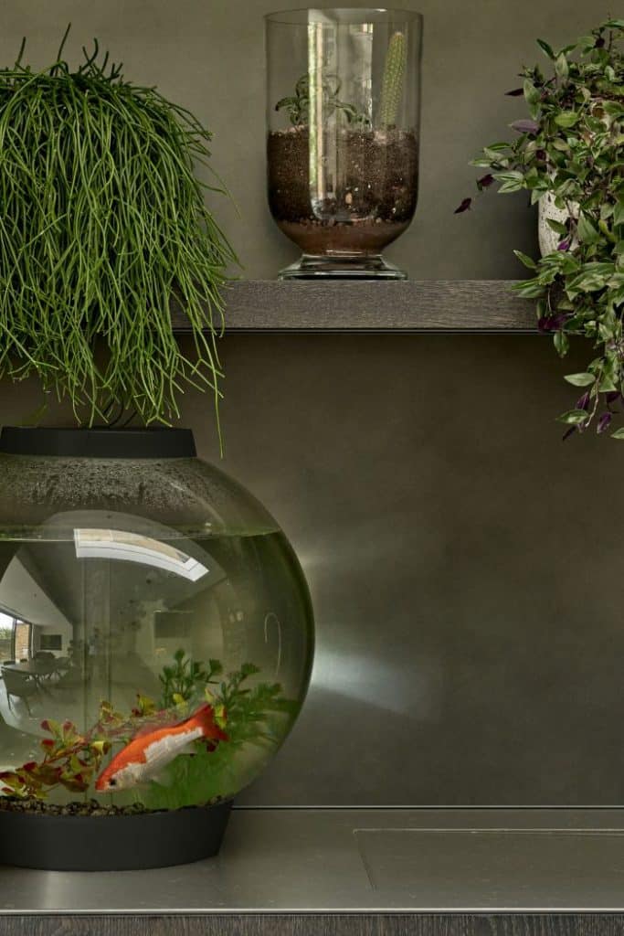 This captivating close up image captures a 15-year-old family goldfish gracefully swimming in its fishbowl, placed delicately on a sleek metal kitchen surface. The surrounding dark wood joinery with its grey stone splashback exudes sophistication. Above the fishbowl, a shelf adorned with vibrant plants adds a touch of natural beauty and life to the scene.