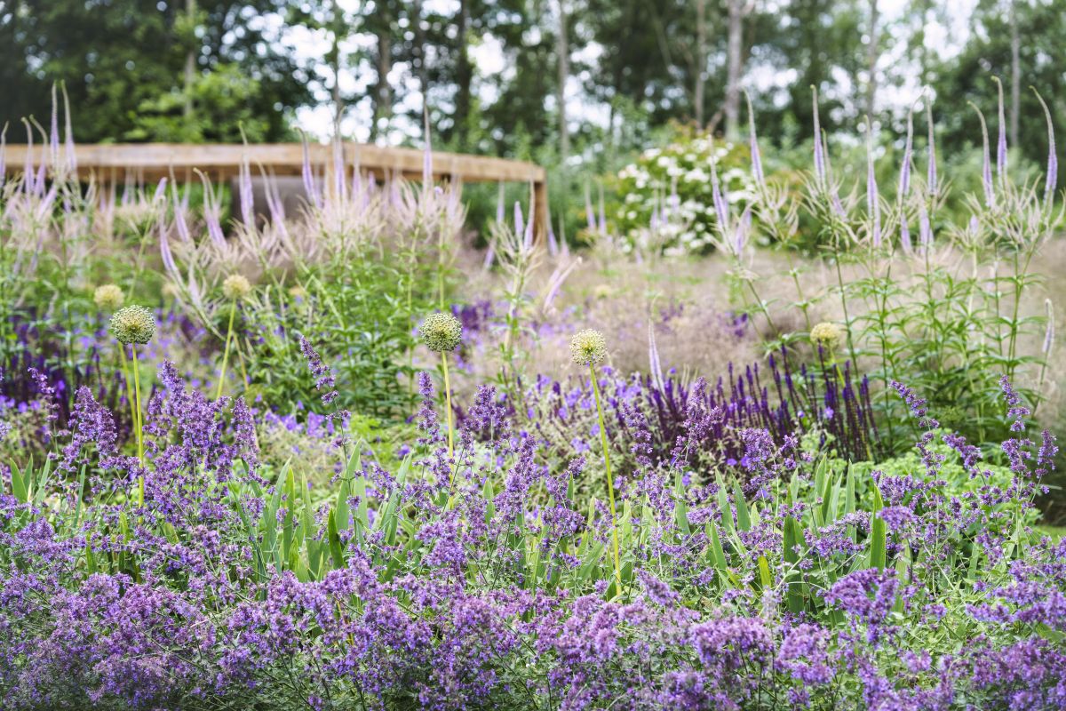 Pollyanna Wilkinson Designed Garden in Godalming