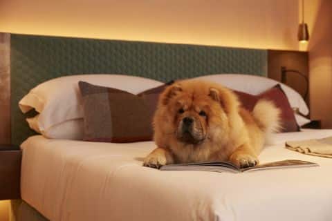 Chow Chow puppy on a bed with green eclectic headboard.