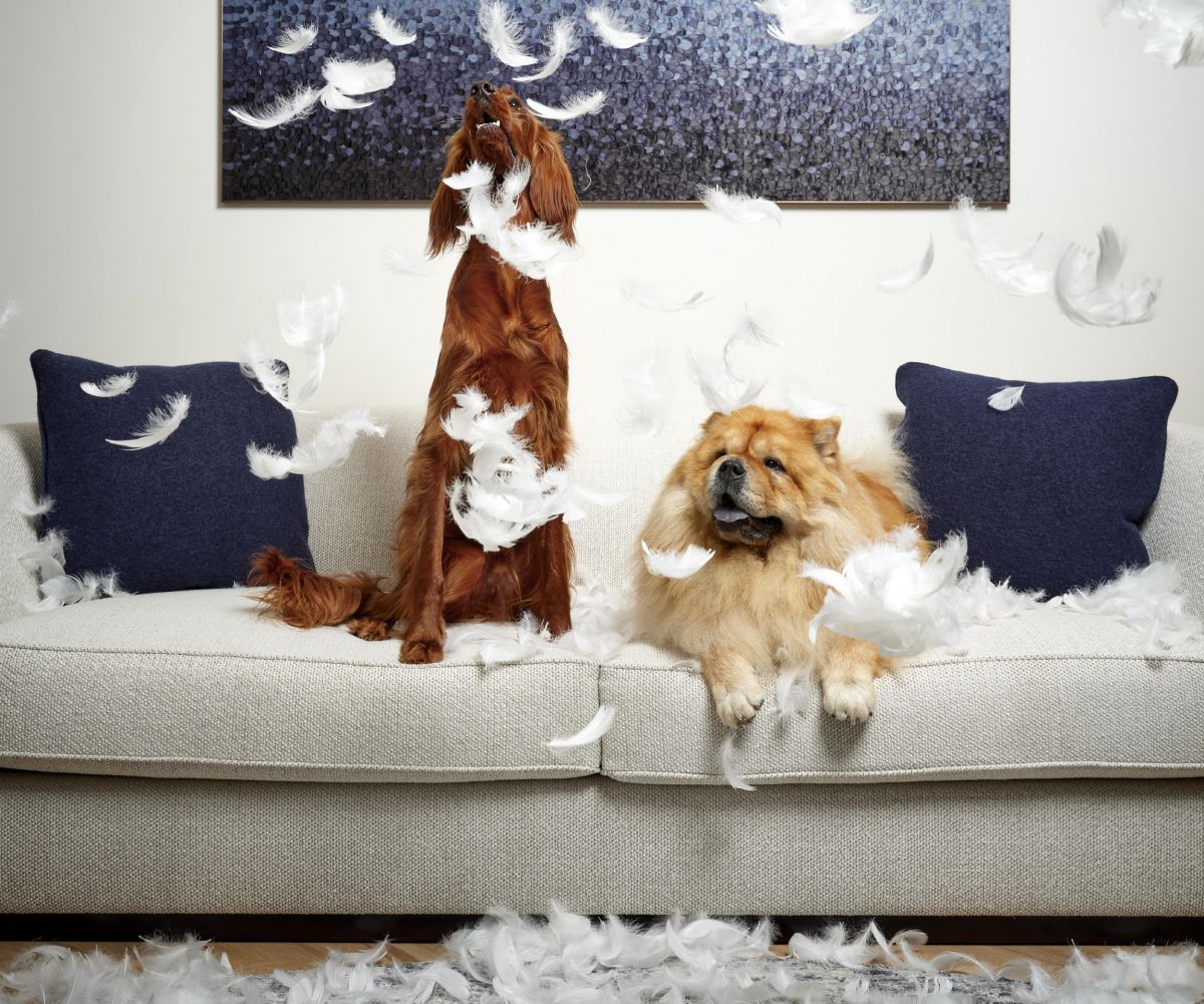 Dogs on a sofa playing with feathers around them.